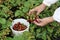 Strawberry harvesting, strawberry picking. Woman hands picking strawberries