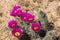 The Strawberry Hedgehog Cactus (Echinocereus engelmannii) is com