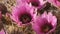 Strawberry hedgehog cactus flowers at organ pipe cactus national monument in arizona