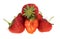 Strawberry horticultural isolated