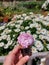 Strawberry ice cream in a cone on the background of a flower bed with daisies. Delicious dessert