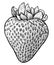 Strawberry illustration, drawing, engraving, ink, line art, vector