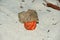 Strawberry Land Hermit Crab Coenobita perlatus on sand.