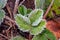 Strawberry leaf in morning frost, autumn garden frosty weather. Grass in frost