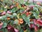 Strawberry leaves in autumn in the garden