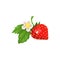 Strawberry with leaves and blossom vector Ilustration