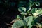 Strawberry leaves with dew in the lower right bristle. on a dark background