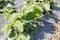 Strawberry leaves on the field. Strawberries grow on the field in rows