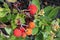 Strawberry like fruits of Arbutus unedo, Strawberry tree
