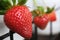 Strawberry, little cutie fruities