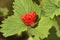 Strawberry love in nature