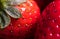 Strawberry macro ripe and appetizing fruit seed detail and textur dark background