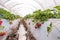 Strawberry nursery. Growing strawberries in greenhouses