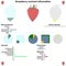 Strawberry nutrient information