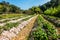 Strawberry Park In Chiang Mai, Thailand