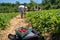 Strawberry Picking in New England