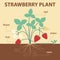 Strawberry plant