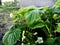 Strawberry plant blooms in the garden