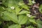 Strawberry plant. Blossoming of strawberry. Wild stawberry bushes