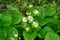 Strawberry plant. Blossoming of strawberry. Wild stawberry bushes. Strawberries in growth at garden.