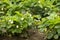 Strawberry plant. Blossoming of strawberry. Wild stawberry bushes. Strawberries in growth at garden