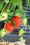 Strawberry plant close-up