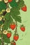 Strawberry plant with flowers and juicy strawberries as illustration, Generative AI