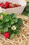 Strawberry plant with freshly picked strawberries in cardboard punnet