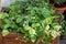 Strawberry plant with fruits and flowers, woodland strawberry,Fragaria vesca