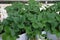 Strawberry plant in greenhouse production