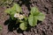 Strawberry plant on the ground. Several strawberry flowers on the stem.