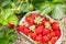 Strawberry plant growing in organic garden with a carton punnet full of ripe strawberries