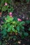 Strawberry plant with pink flowers