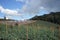 Strawberry plant in production field, intensive crop in northern Thailand