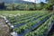 Strawberry plant in production field, intensive crop in northern Thailand