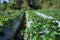 Strawberry plant in production field, intensive crop in northern Thailand