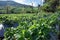 Strawberry plant in production field, intensive crop in northern Thailand