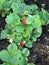 Strawberry Plant Ready for Picking