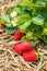 Strawberry plant with ripe strawberries growing on straw in organic garden