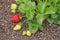 Strawberry plant with ripe and unripe strawberries and copy space on left