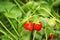 Strawberry plant with ripening berries