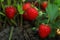 Strawberry plant with ripening berries growing in field