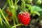 Strawberry plant with ripening berry growing in field