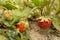 Strawberry plant with roots and soil growing in a garden