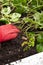 Strawberry plant runners, or stolons, being planted in a garden raised bed by a person wearing gloves.