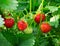 Strawberry plant. Staberry bushes. Strawberries in growth at ga
