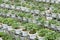 Strawberry plant in the strawberry farm. Planted uses a multi-storey shelf to save space.