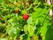 Strawberry plant. Wild stawberry bushes. Strawberries in growth at garden. Ripe berries and foliage strawberry