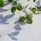 Strawberry plantation element, a bush growing from under a plastic film, macro