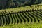 Strawberry plantation on the mountain hill, Rows of organic strawberry plants, Green nature strawberry farm, Strawberry Plantation